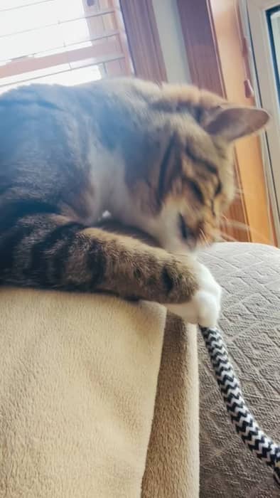 Playtime and treat time with Charles and Lily!๐๐โค๏ธ๐พ