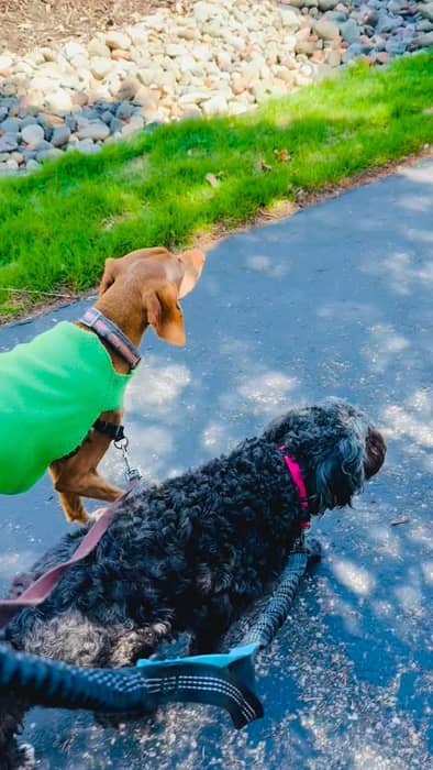 Sunshine walks and playtime with Nikko and Suki โ๏ธ๐ถ Perfect day!โค๏ธ๐ถ๐ถ๐พ