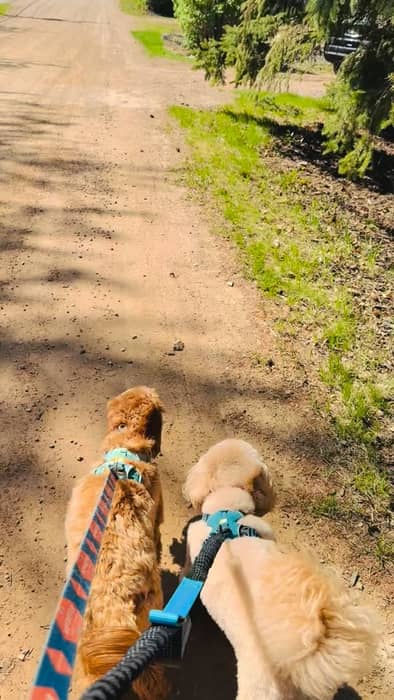 Fun, beautiful day with these sweet girls Hazel & Tennessee! Sunshine, walks, an