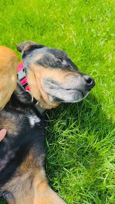 Duke knows how to enjoy a beautiful dayโsoaking up the sunshine, rolling in the
